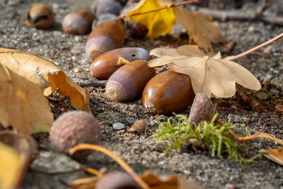 What Is a Mast Year? Why Seed Crops Boom and Bust